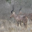 Pair of Hirola, 2012.jpg